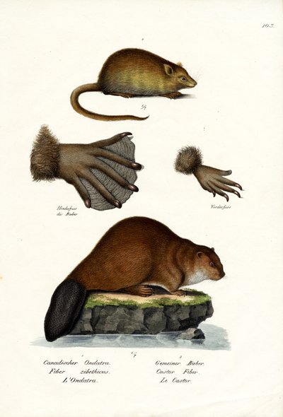 Ondatra, 1824 da Karl Joseph Brodtmann